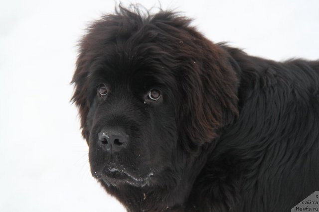 Фотография № 84353