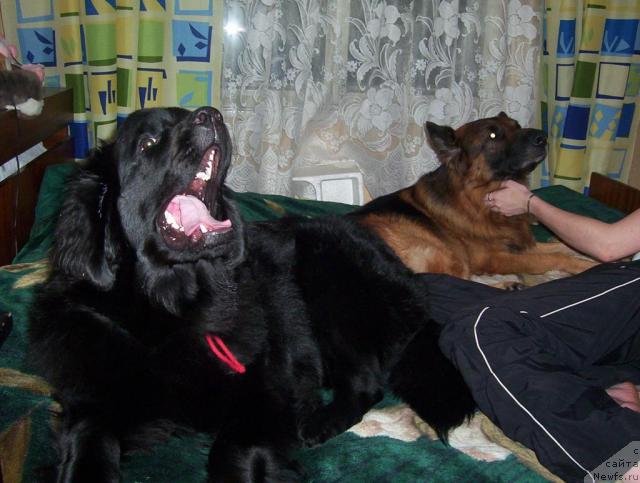 Фото: ньюфаундленд Ай Лав Рич (Ai Love Rich)