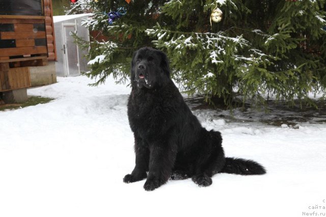 Фото: ньюфаундленд Very Fairweathers X'Got The Rhythm