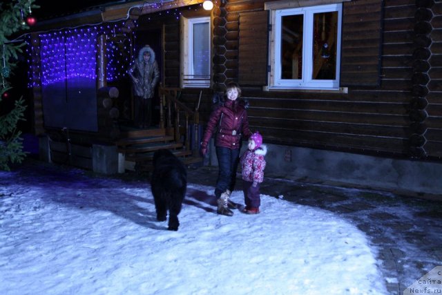 Фото: ньюфаундленд Very Fairweathers X'Got The Rhythm