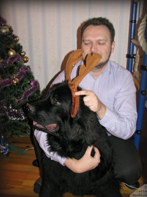 Фото: ньюфаундленд Звезда Ринга, Леша