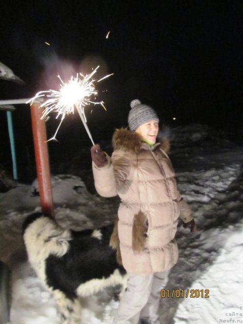 Фото: Ирина Нистратова, ньюфаундленд Супер Бизон Екатеринбург (Super Bizon Ekaterinburg)