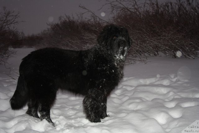 Фото: ньюфаундленд Бегущая по Волнам Зеро Коол