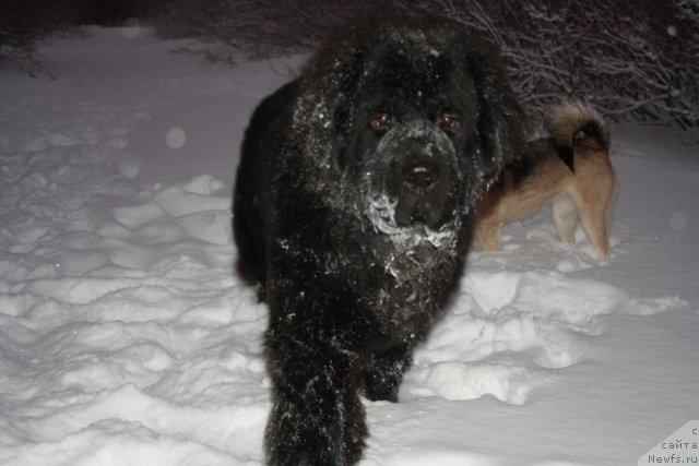 Фото: ньюфаундленд Бегущая по Волнам Зеро Коол