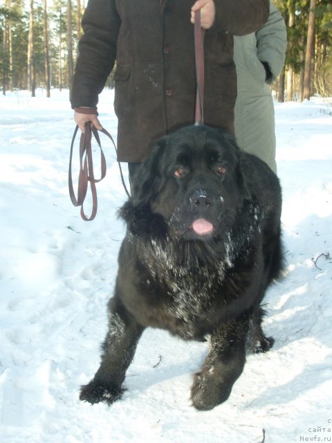 Фото: ньюфаундленд Пчёлкин Дом Дафна (Pchiolkin Dom Dafna)
