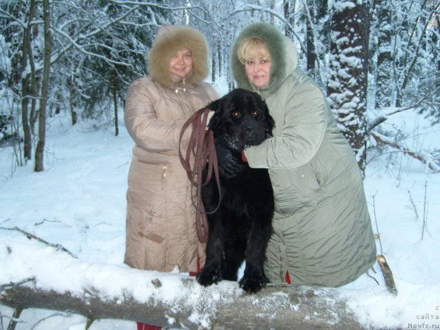 Фото: Инна Краскина, ньюфаундленд Пчёлкин Дом Дафна (Pchiolkin Dom Dafna), Наталья