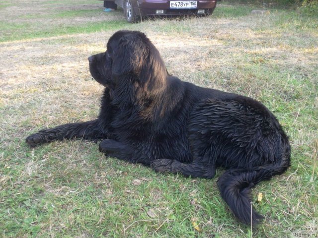 Фото: ньюфаундленд Пчёлкин Дом Дафна (Pchiolkin Dom Dafna)