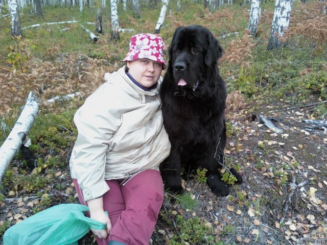 Фото: Инна Краскина, ньюфаундленд Пчёлкин Дом Дафна (Pchiolkin Dom Dafna)