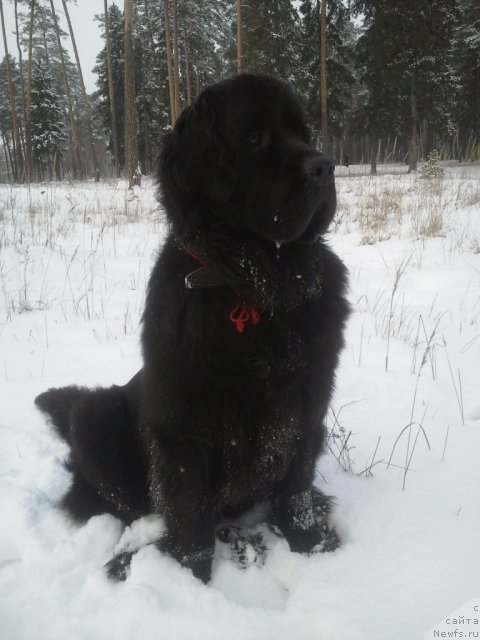 Фото: ньюфаундленд Пчёлкин Дом Дафна (Pchiolkin Dom Dafna)