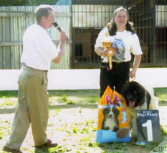 Фото: ньюфаундленд Восходящая Звезда (Voshodyashaya Zvezda), Елена Пушкарева