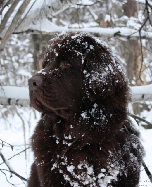 Фото: ньюфаундленд Черный Шарм Ангельская Красота (Chernyi Sharm Angel'skaya Krasota)