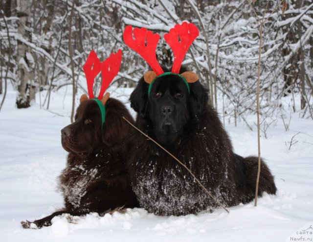 Фото: ньюфаундленд Черный Шарм Ангельская Красота (Chernyi Sharm Angel'skaya Krasota), ньюфаундленд Чанси из Золотого Треугольника