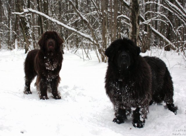 Фото: ньюфаундленд Черный Шарм Ангельская Красота (Chernyi Sharm Angel'skaya Krasota), ньюфаундленд Чанси из Золотого Треугольника
