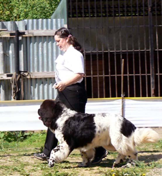 Фото: ньюфаундленд Восходящая Звезда (Voshodyashaya Zvezda), Елена Пушкарева