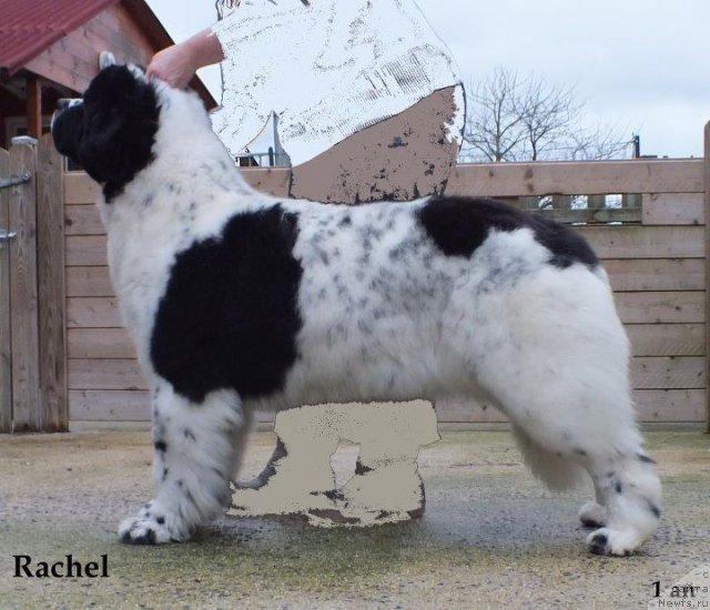 Фото: ньюфаундленд Сент Джонс Церера де Л'Илиаде эт Л'Одюси (Sent Djons Cerera de L'Iliade et L'Odyssee)