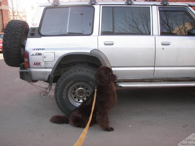 Фото: ньюфаундленд Фанньюф Аурика Абиссиния