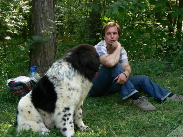 Фото: ньюфаундленд Восходящая Звезда (Voshodyashaya Zvezda)