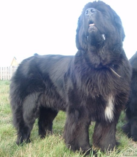 Фото: ньюфаундленд Блэк Диамонд Агидель от Потапа Патриция (Black Diamond Agidel ot Potapa Patricia)