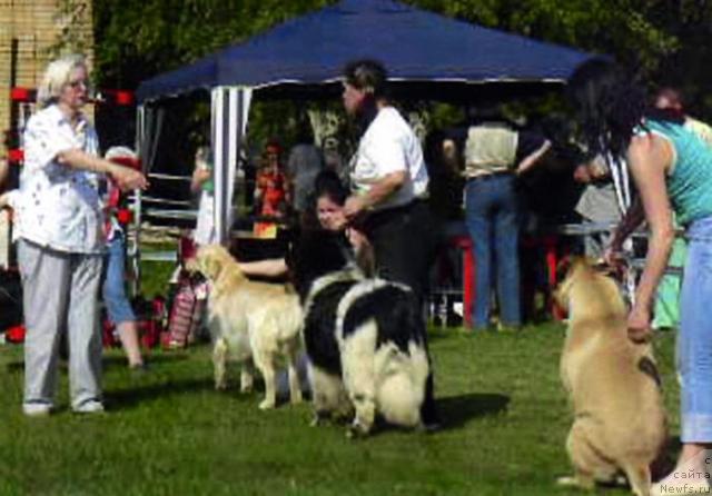 Фото: ньюфаундленд Восходящая Звезда (Voshodyashaya Zvezda)