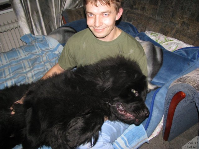 Фото: ньюфаундленд Фанньюф Уилгрэм Сэр