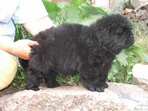 Фото: ньюфаундленд Плюшевая Панда Гот
