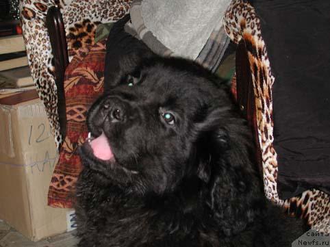 Фото: ньюфаундленд Сент Джонс Орфей