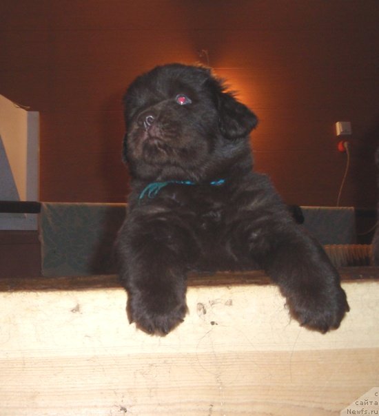 Фото: ньюфаундленд Ньюфорт Прадо