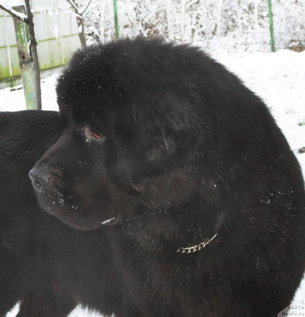 Фото: ньюфаундленд Бегущая по Волнам Дансинг Квин (Beguschaya po Volnam Dancing Queen)