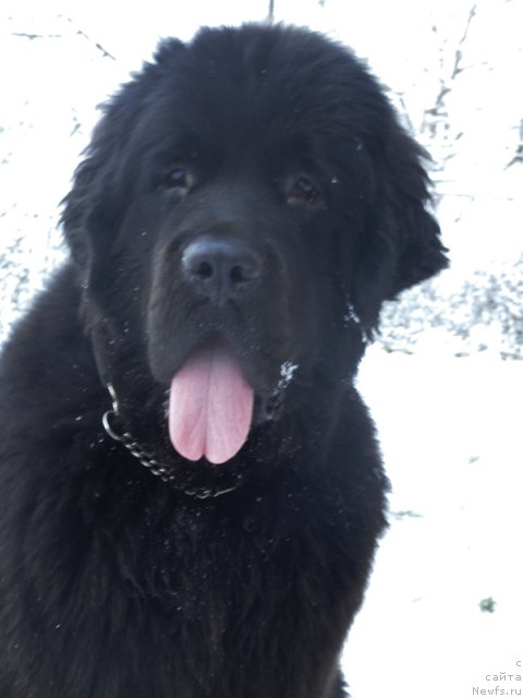 Фото: ньюфаундленд Бегущая по Волнам Дансинг Квин (Beguschaya po Volnam Dancing Queen)