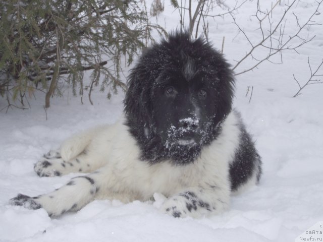 Фото: ньюфаундленд Пелагея из Тихого Омута