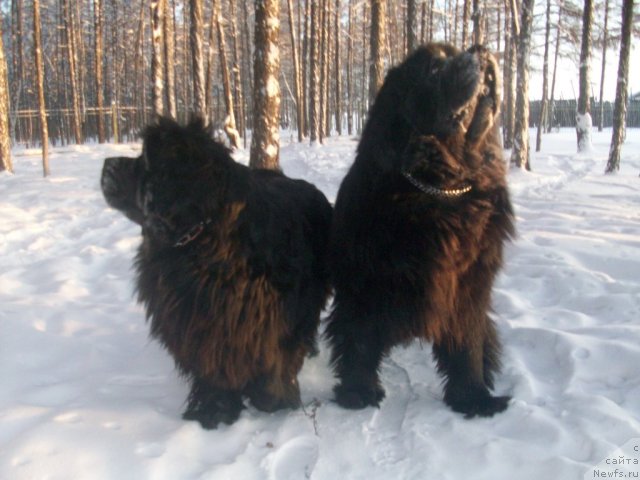 Фото: ньюфаундленд Ярада из Сибирской Глубинки (Yarada iz Sibirskoy Glubinki), ньюфаундленд Карат из Медвежьего Яра (Karat iz Medvejyego Yara)