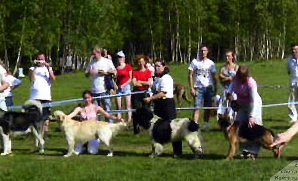 Фото: ньюфаундленд Восходящая Звезда (Voshodyashaya Zvezda)