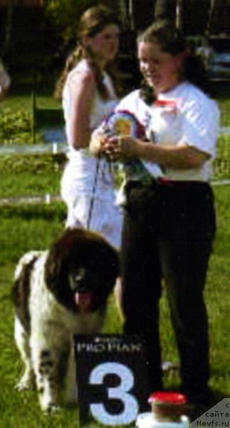 Фото: ньюфаундленд Восходящая Звезда (Voshodyashaya Zvezda), Елена Пушкарева