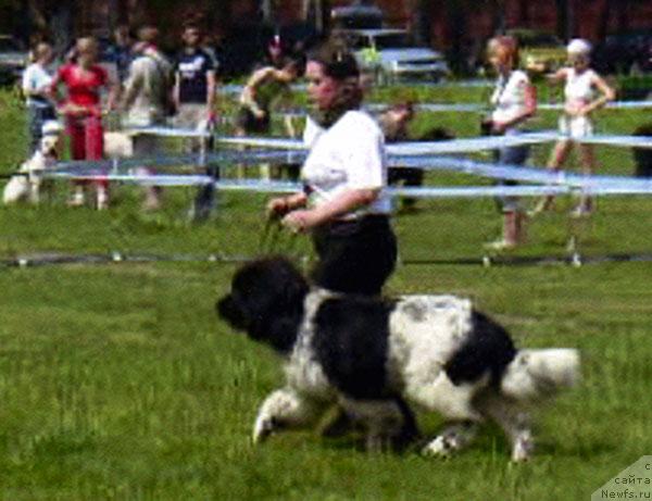 Фото: ньюфаундленд Восходящая Звезда (Voshodyashaya Zvezda), Елена Пушкарева
