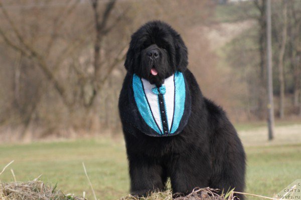 Фотография № 84534