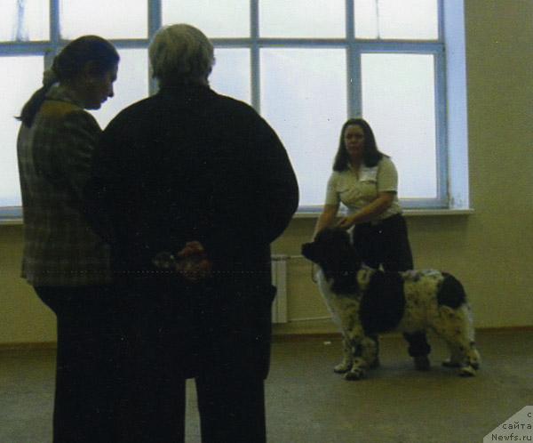 Фото: ньюфаундленд Восходящая Звезда (Voshodyashaya Zvezda), Елена Пушкарева