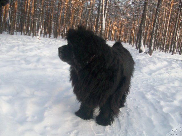 Фото: ньюфаундленд Ярада из Сибирской Глубинки (Yarada iz Sibirskoy Glubinki)