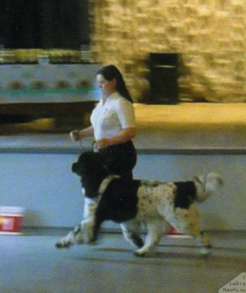 Фото: ньюфаундленд Восходящая Звезда (Voshodyashaya Zvezda), Елена Пушкарева