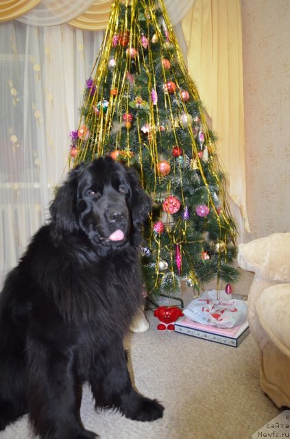 Фото: ньюфаундленд Колдовская Любовь