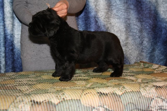 Фото: Розовая девица