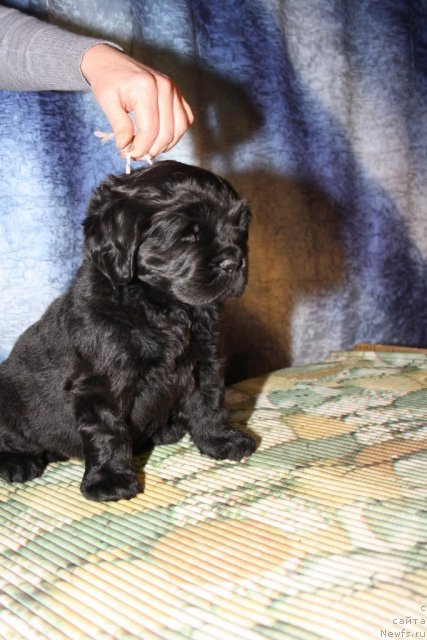 Фото: Розовая девочка