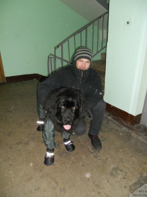 Фото: ньюфаундленд Бэлла Мосс Целлариус, Мой брат Андрей