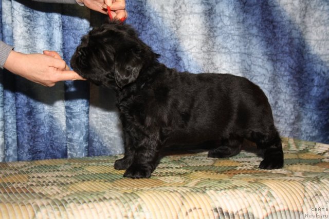 Фото: красная девочка