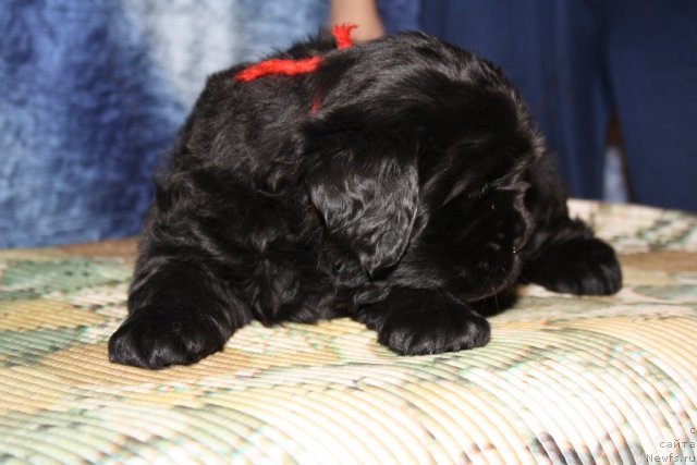 Фото: красная девочка