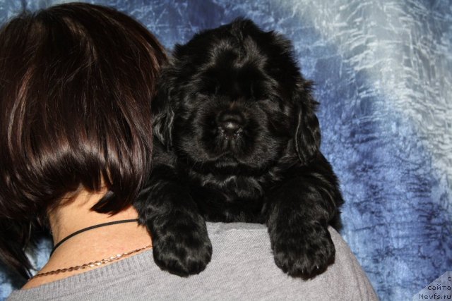 Фото: Щенки Дольчи и Сэма, красная девочка