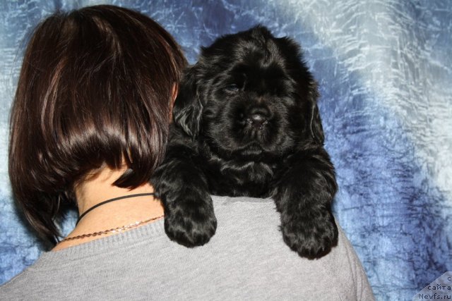 Фото: Щенки Дольчи и Сэма, красная девочка