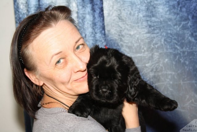 Фото: Щенки Дольчи и Сэма, красная девочка