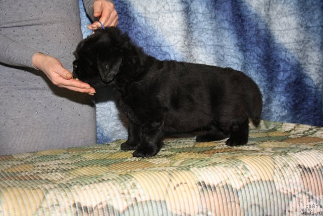 Фото: Щенки Дольчи и Сэма, пацан