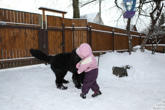 Фото: ньюфаундленд Very Fairweathers X'Got The Rhythm