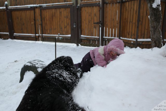 Фото: ньюфаундленд Very Fairweathers X'Got The Rhythm